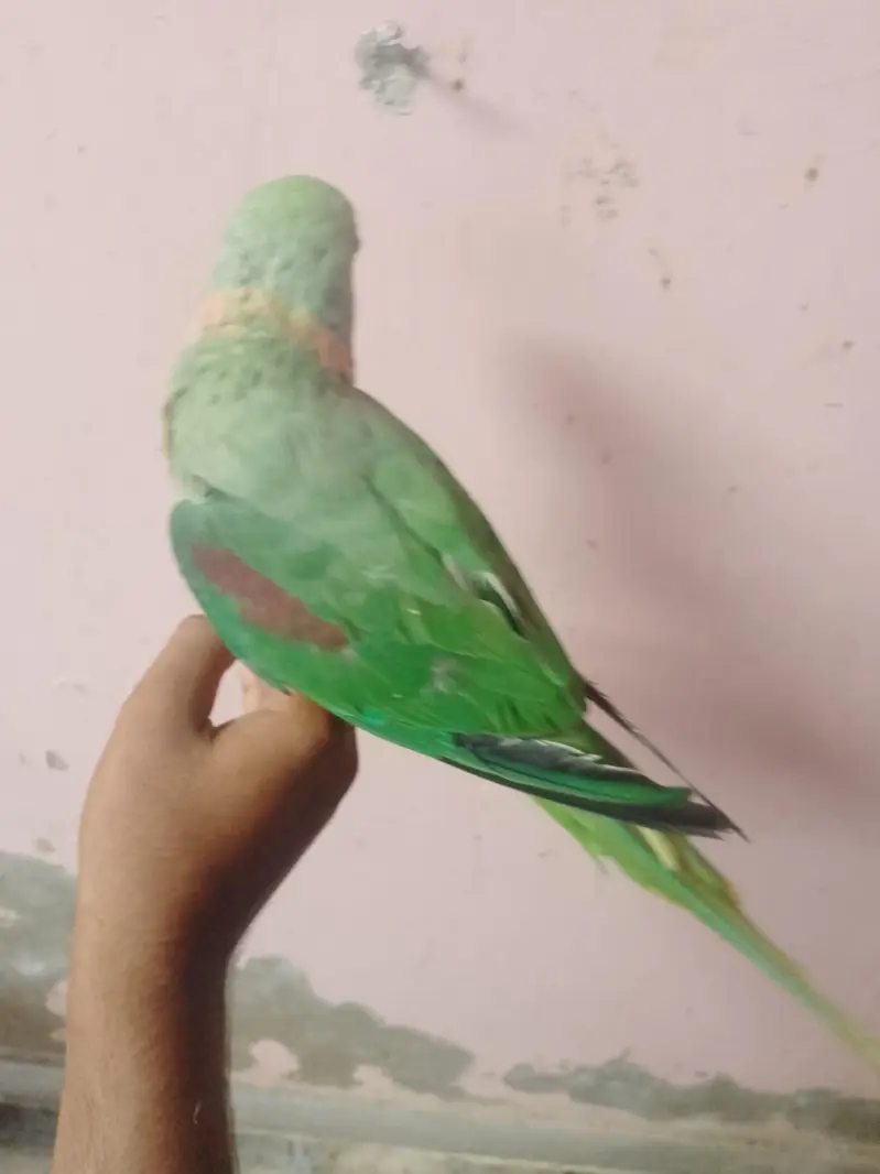 ghar ka pala howa pahari tota — photo 3