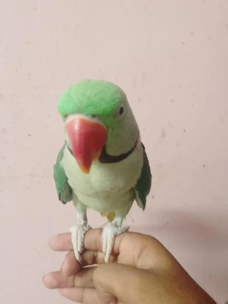 ghar ka pala howa pahari tota — photo 4