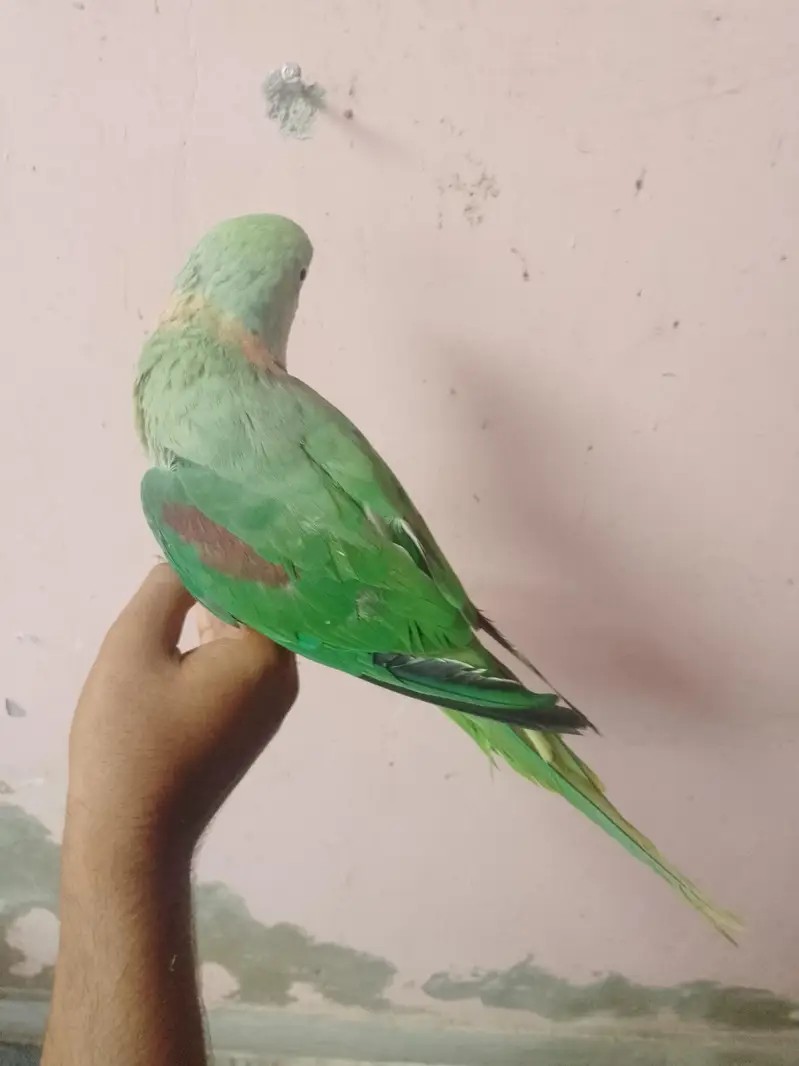 ghar ka pala howa pahari tota — photo 6