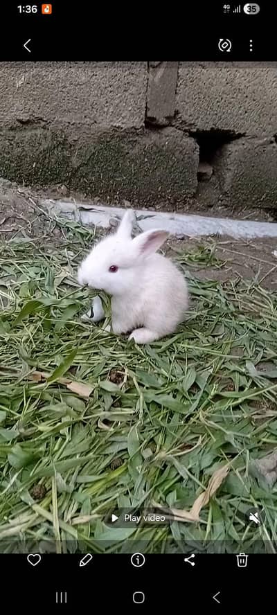 white buney for sale