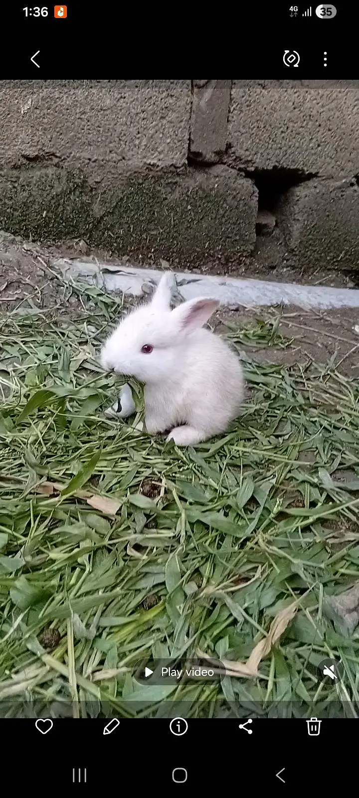white buney for sale