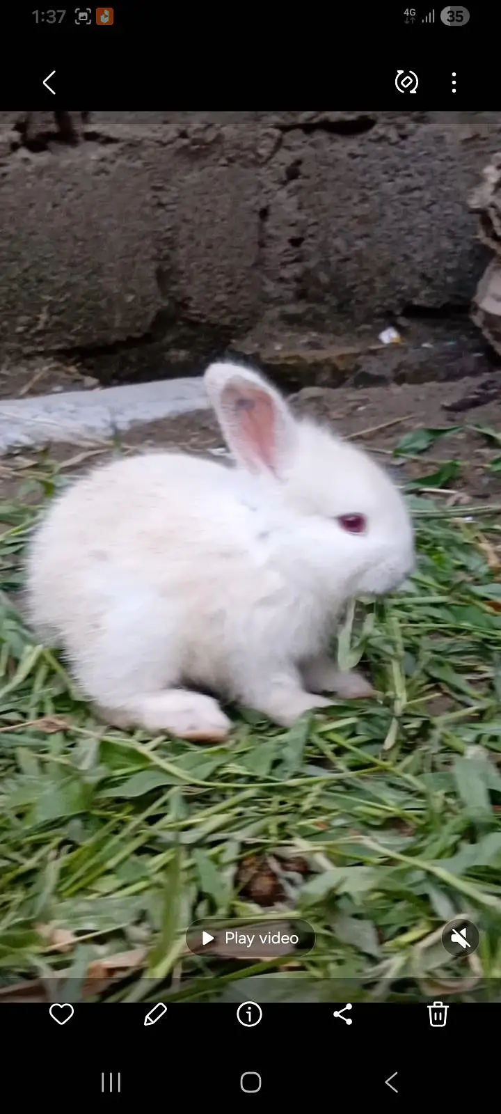 white buney for sale — photo 3