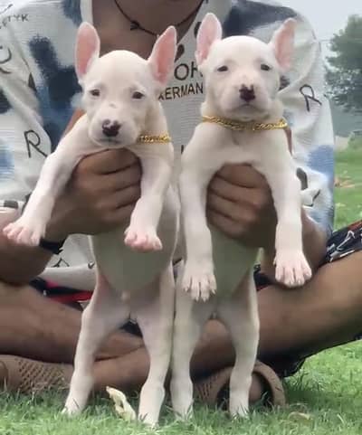 Guwahati gultair pair 2 mohtn for sale