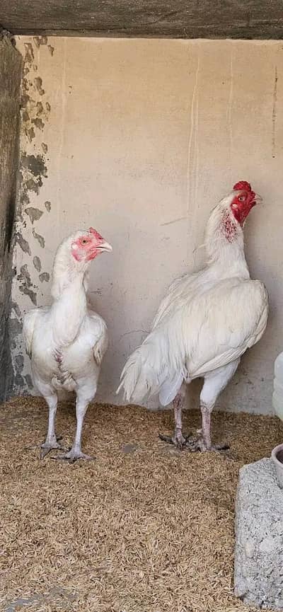 aseel pure white Heera fresh fertile eggs for sell