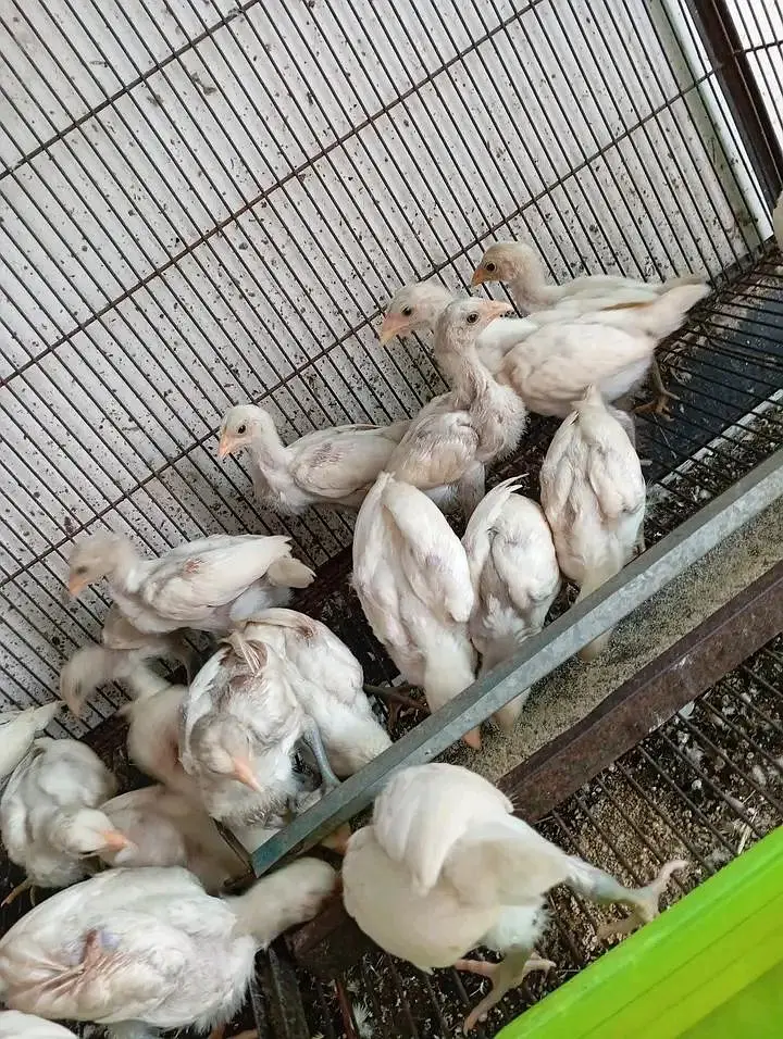 aseel pure white Heera fresh fertile eggs for sell — photo 2