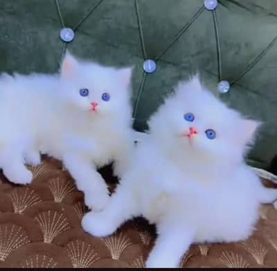 (Persian female kitten) (for sale all) (Pakistan delivery available)