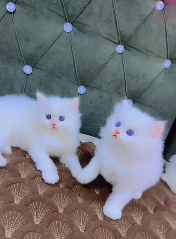 (Persian female kitten) (for sale all) (Pakistan delivery available) — photo 2