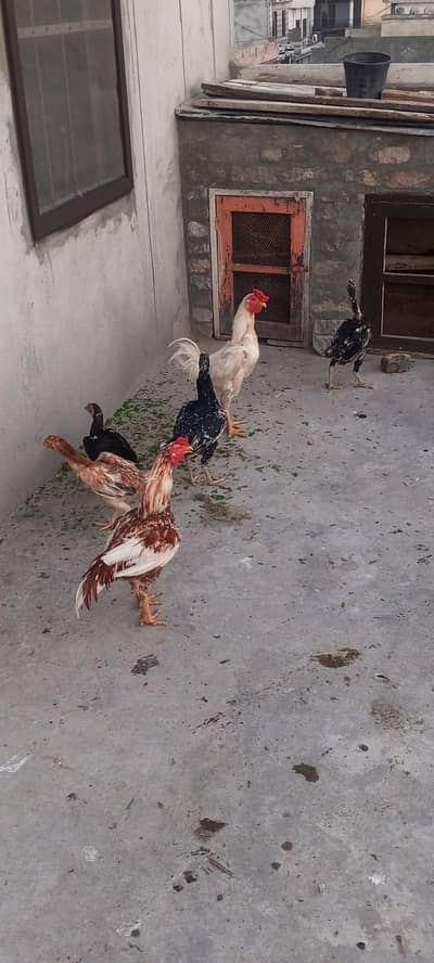7 Aseel Murgay Murgian & Farmi murghay 2