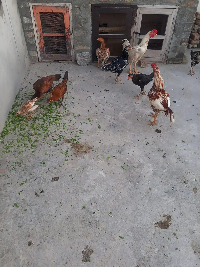 7 Aseel Murgay Murgian & Farmi murghay 2 — photo 2