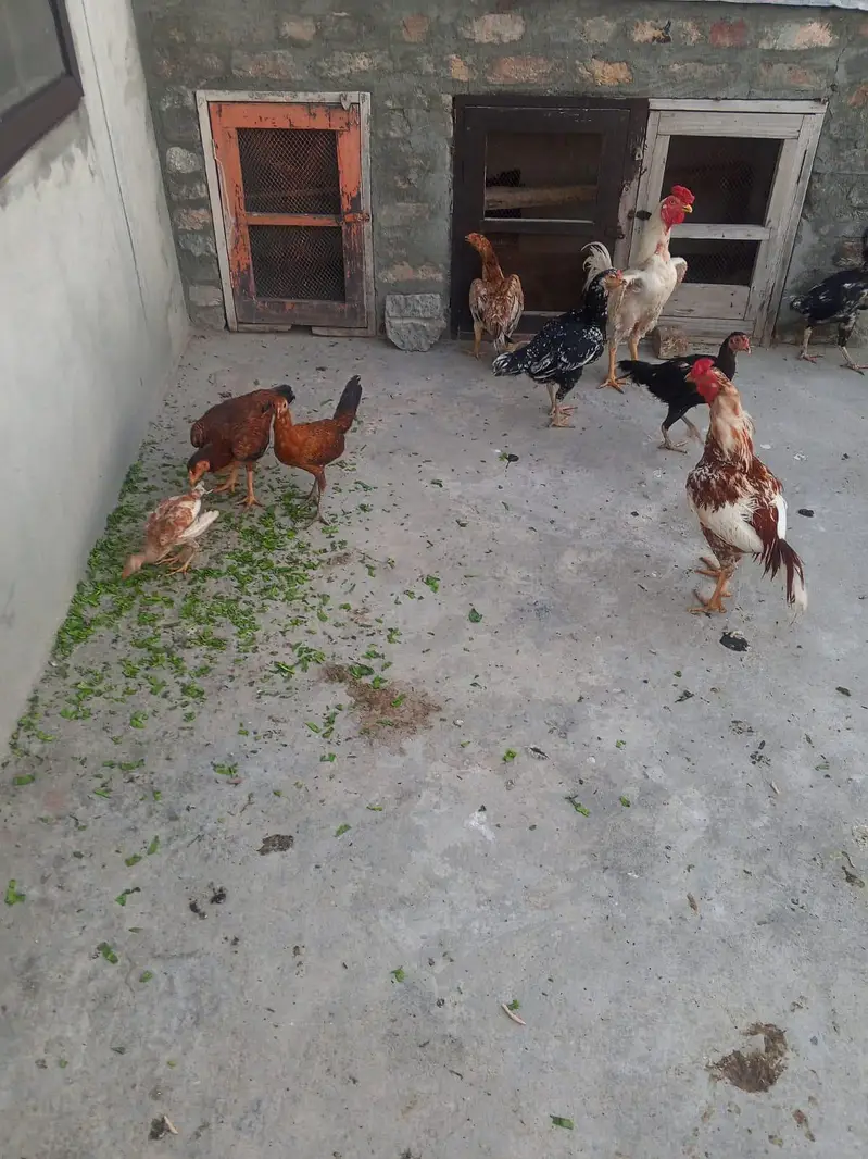 7 Aseel Murgay Murgian & Farmi murghay 2 — photo 3