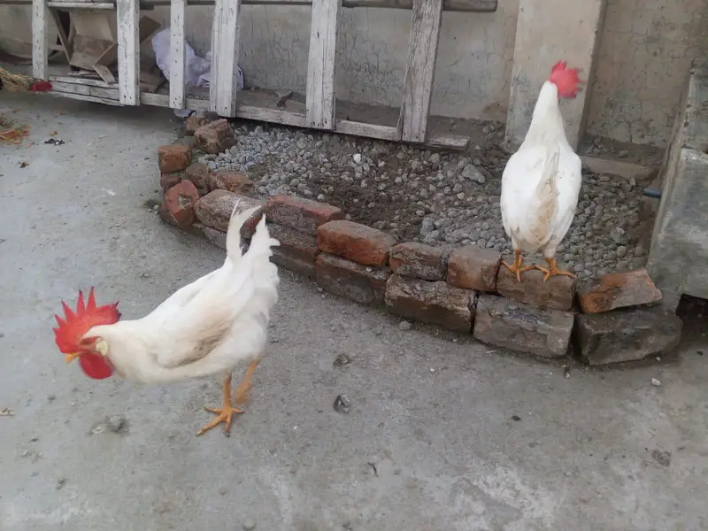 7 Aseel Murgay Murgian & Farmi murghay 2 — photo 11