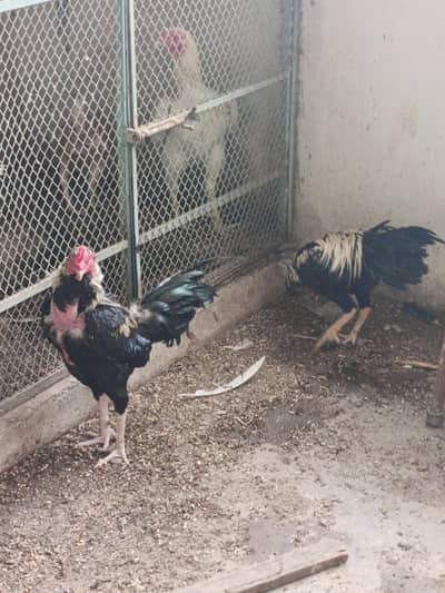 Aseel Holland breed