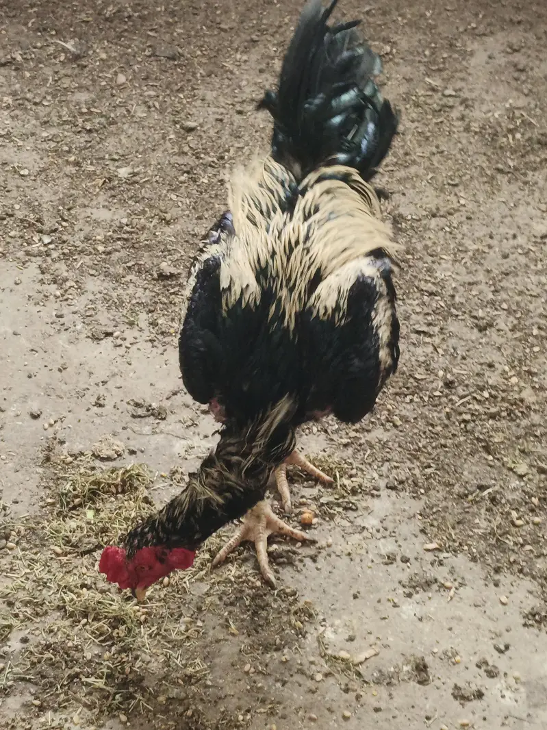 Aseel Holland breed — photo 2