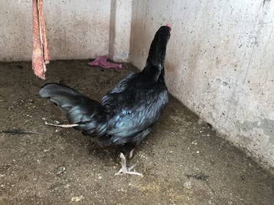 Astralop mix murgi for sale