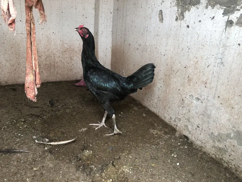 Astralop mix murgi for sale — photo 2