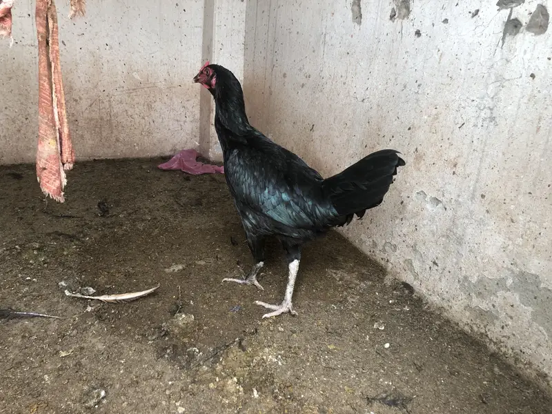 Astralop mix murgi for sale — photo 3