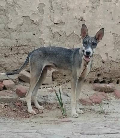 Alsatian bagiyari Male dog