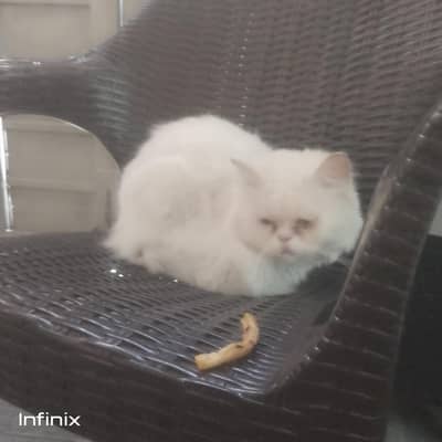 urgent sale cat