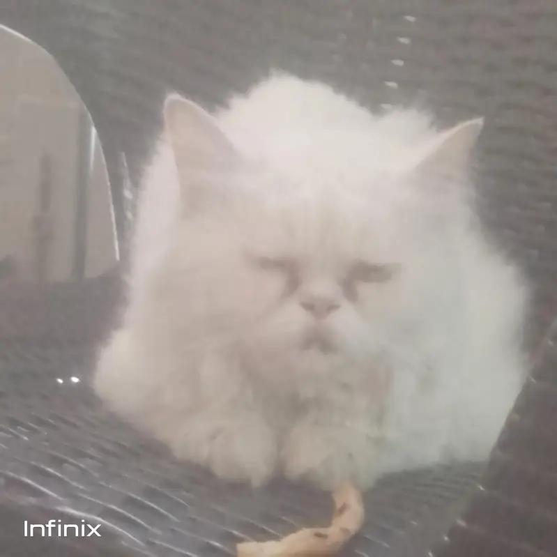 urgent sale cat — photo 2