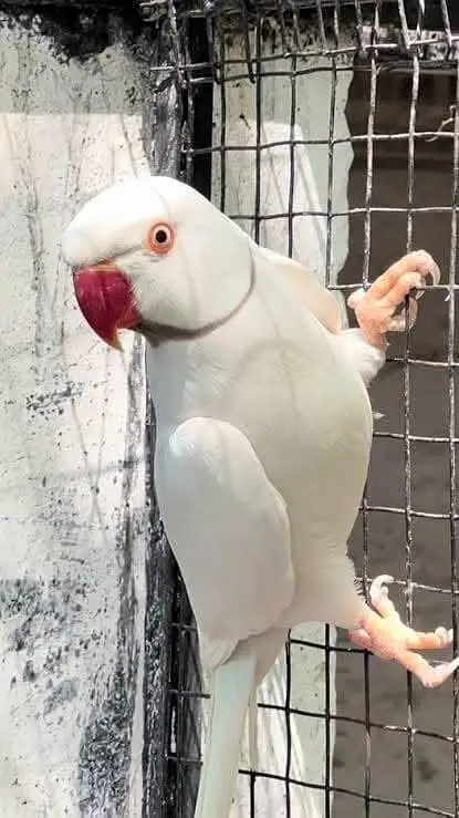 silver ct male creamino femail