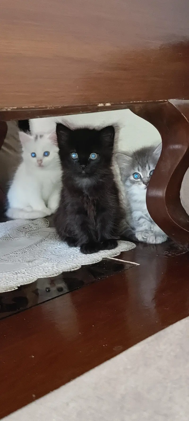 Persian kitten — photo 2