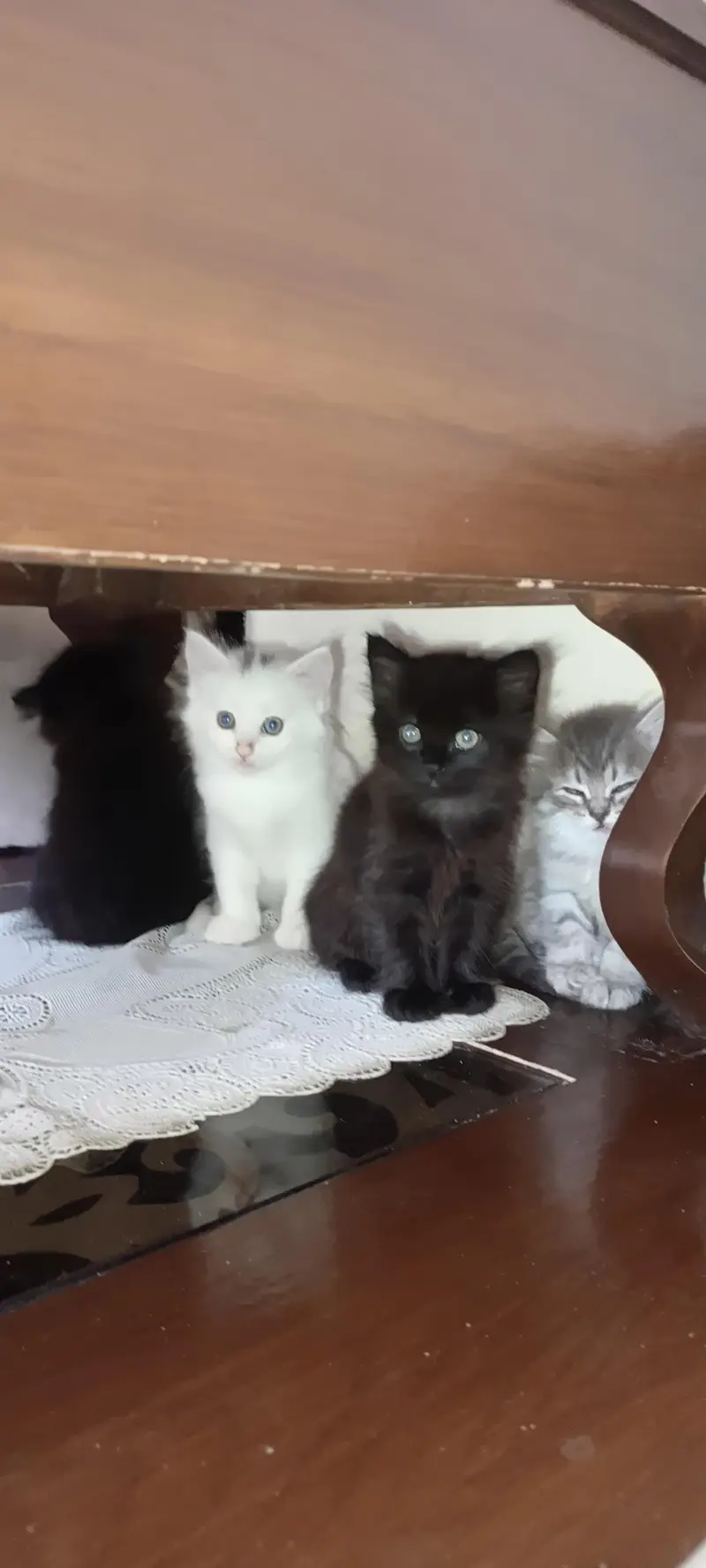 Persian kitten — photo 6