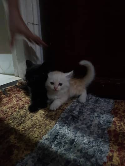 persian kittens