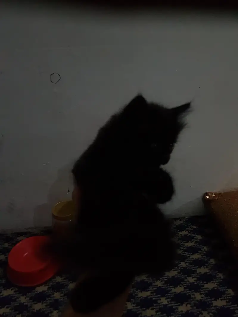 persian kittens — photo 2