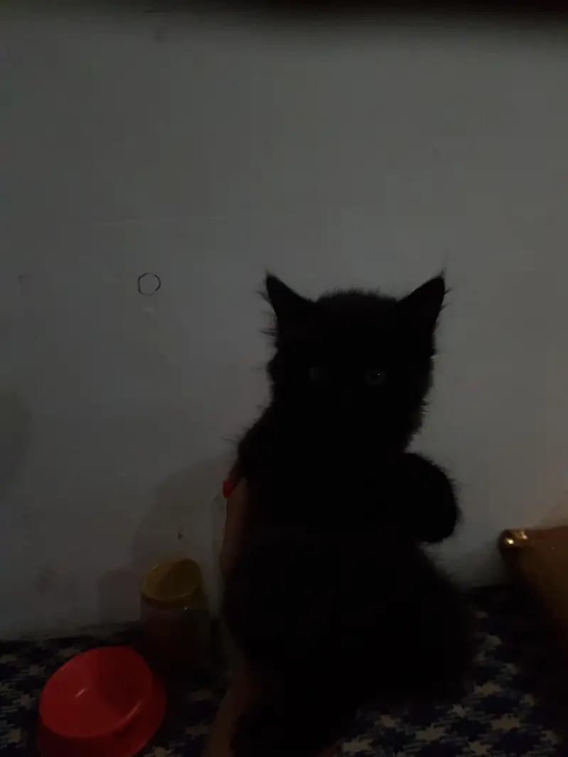 persian kittens — photo 3