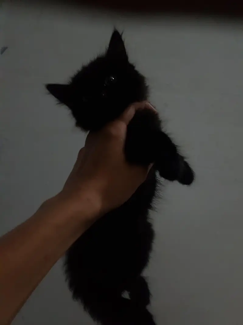 persian kittens — photo 4