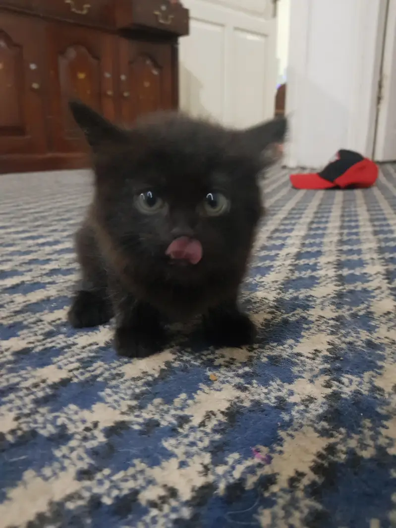 persian kittens — photo 5