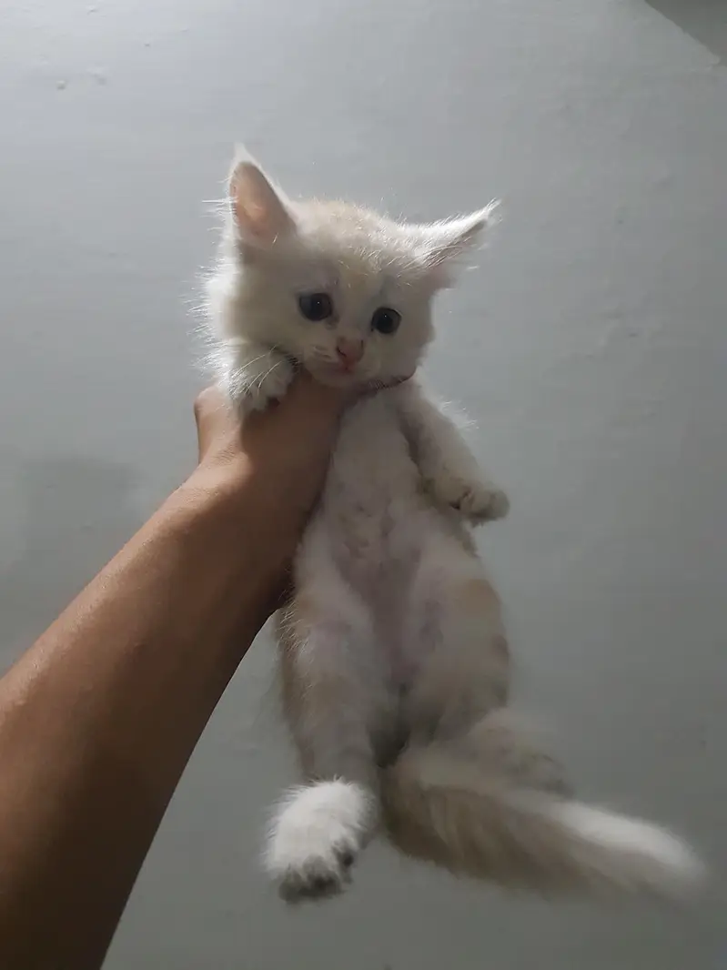 persian kittens — photo 6