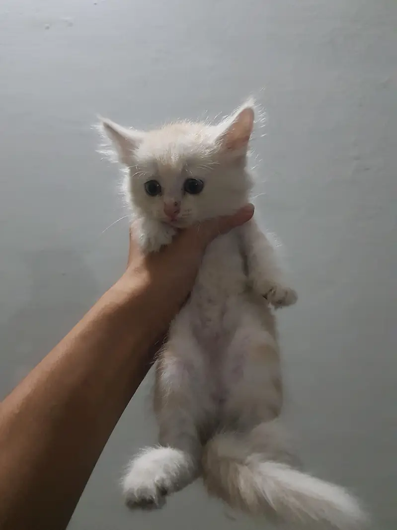 persian kittens — photo 7