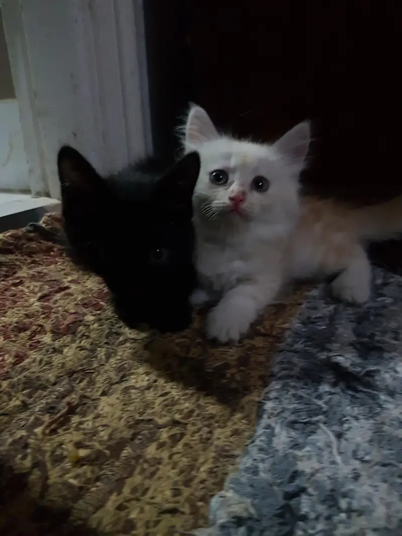 persian kittens — photo 8