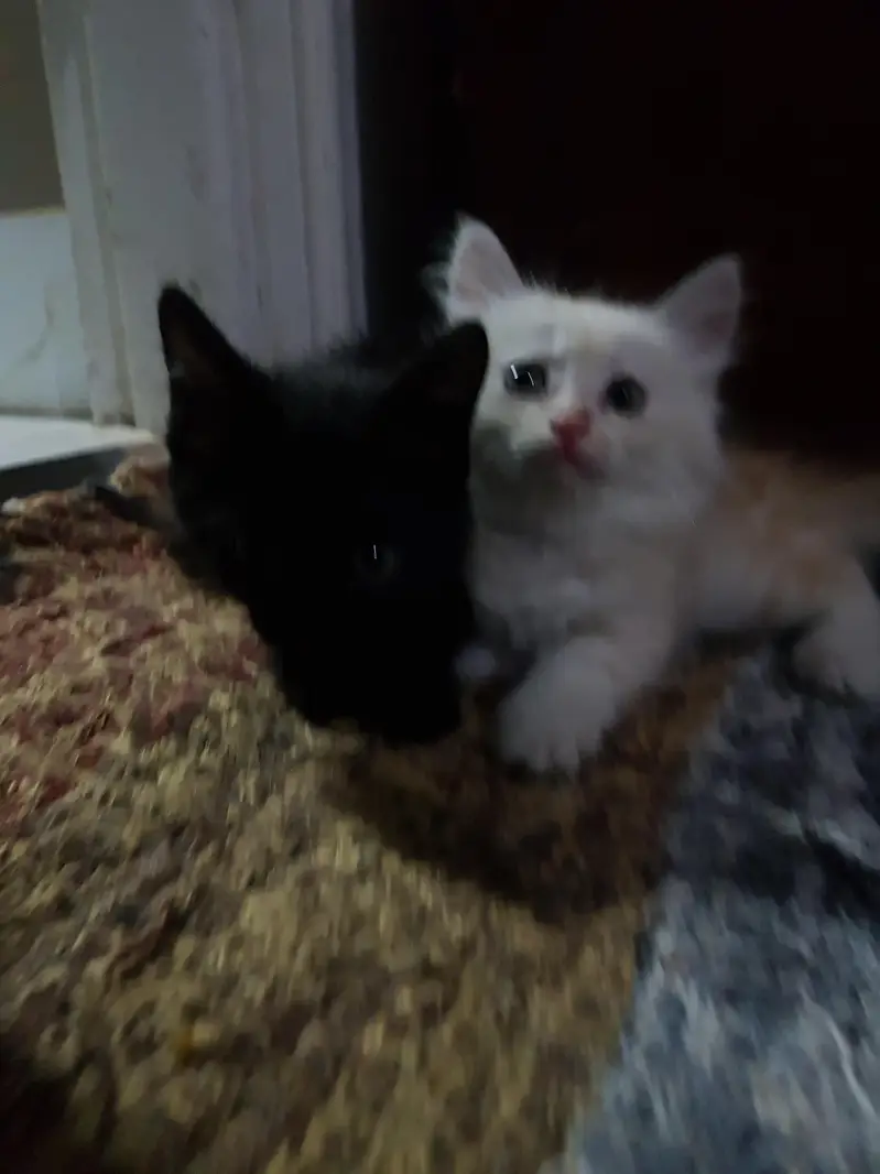persian kittens — photo 9