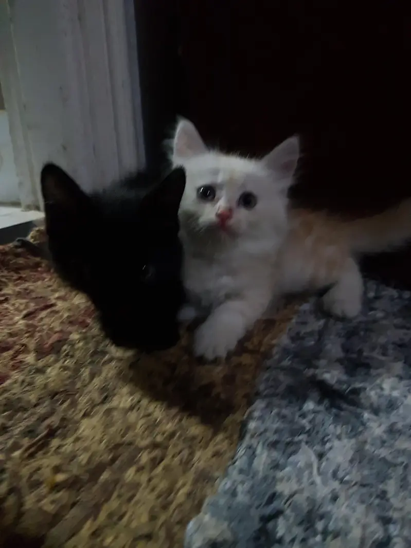 persian kittens — photo 10