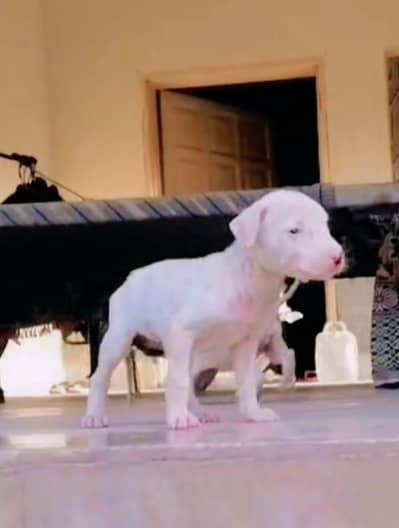 gultair female available