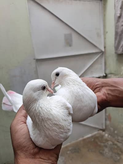 patti wala pair