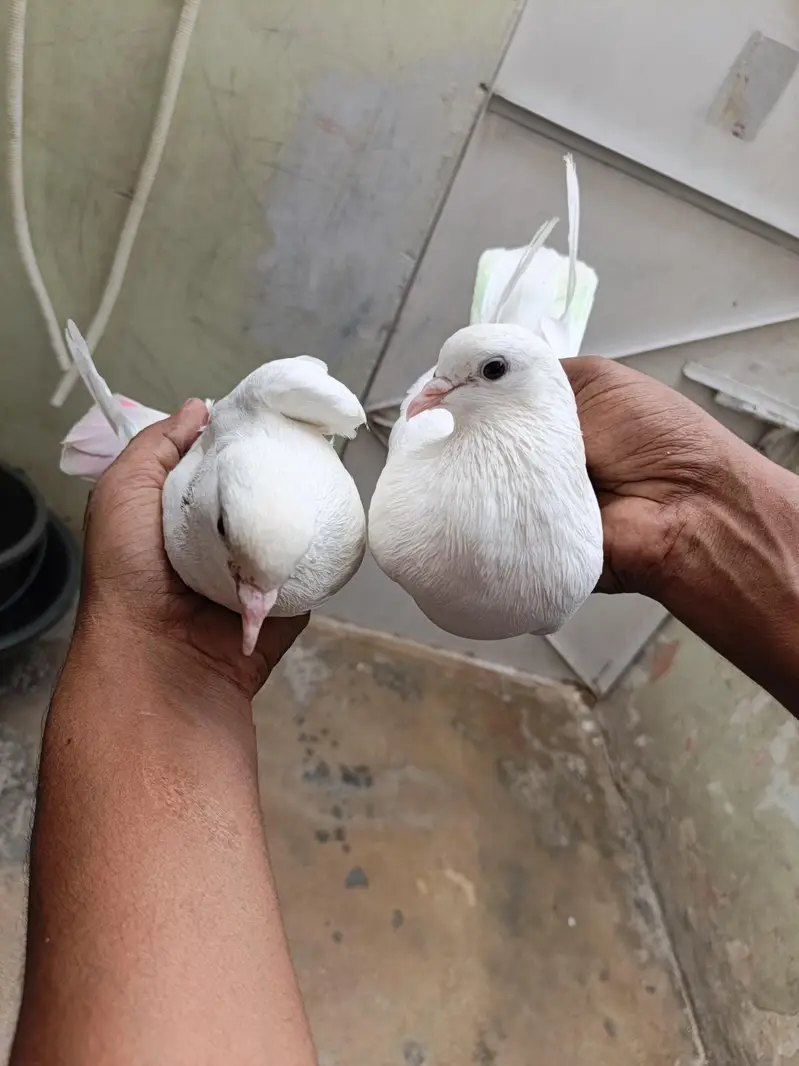 patti wala pair — photo 2