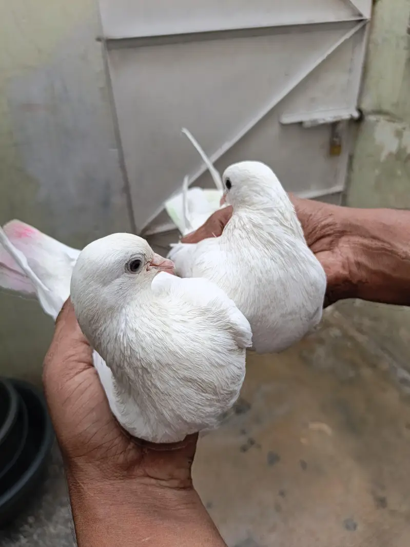 patti wala pair — photo 3