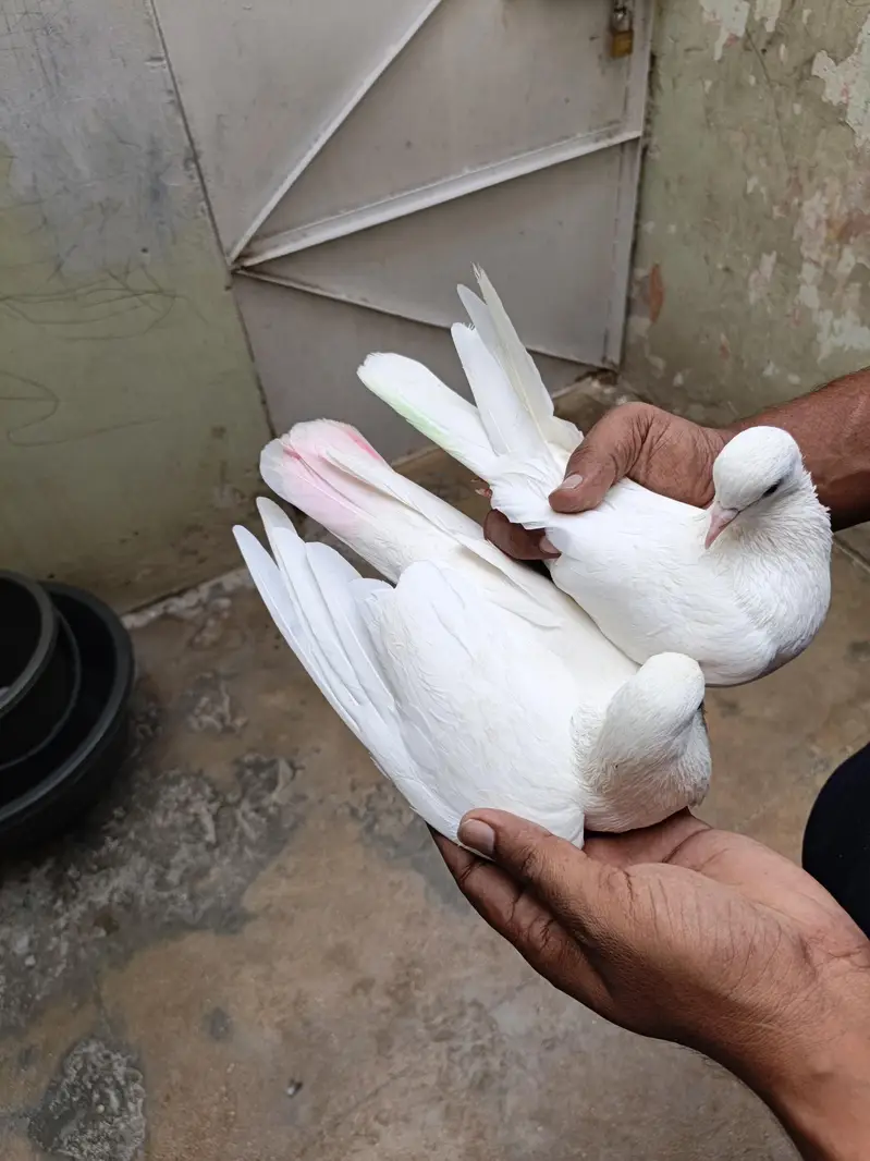 patti wala pair — photo 4