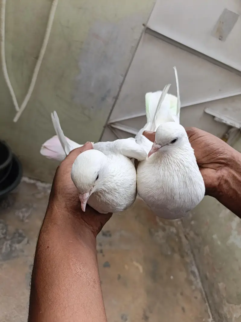 patti wala pair — photo 5