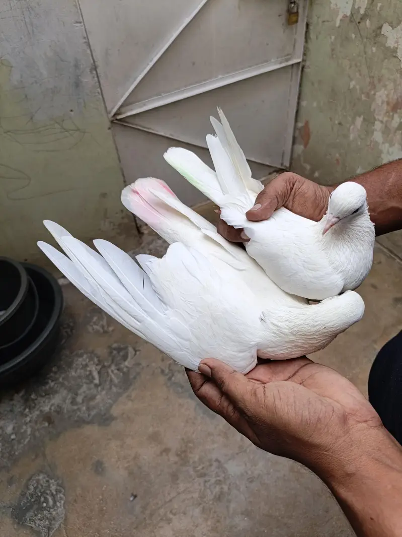 patti wala pair — photo 6