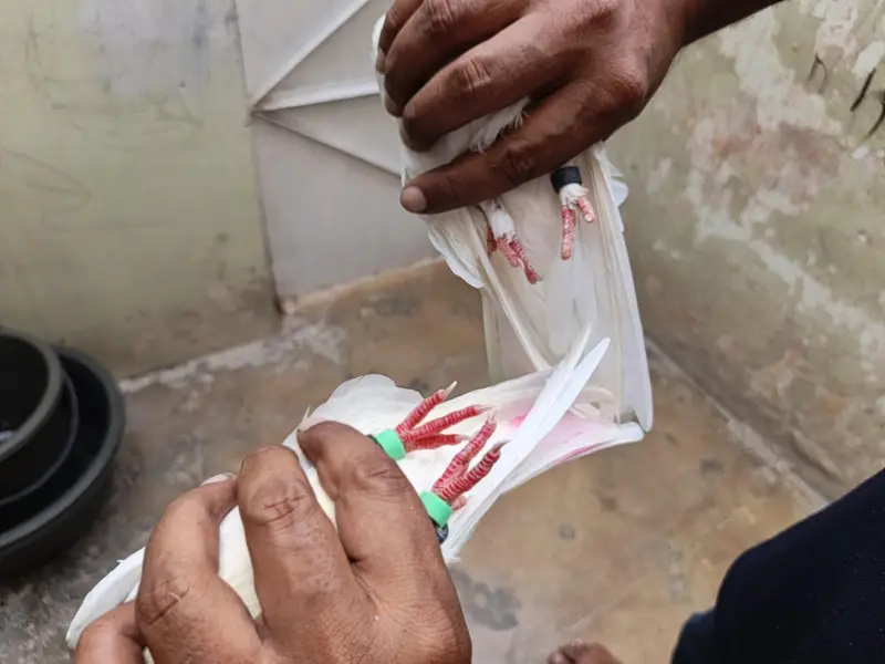 patti wala pair — photo 7