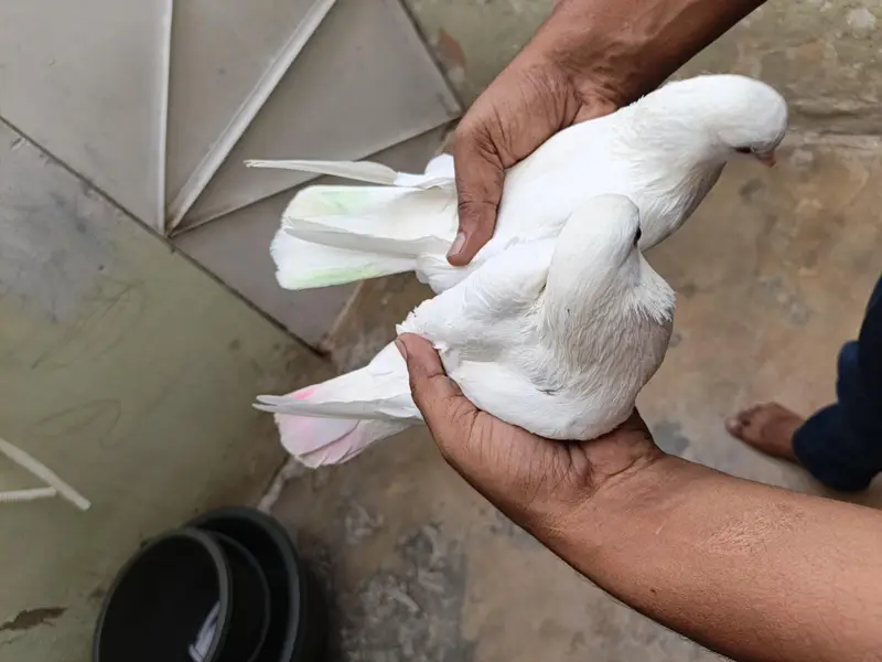 patti wala pair — photo 8