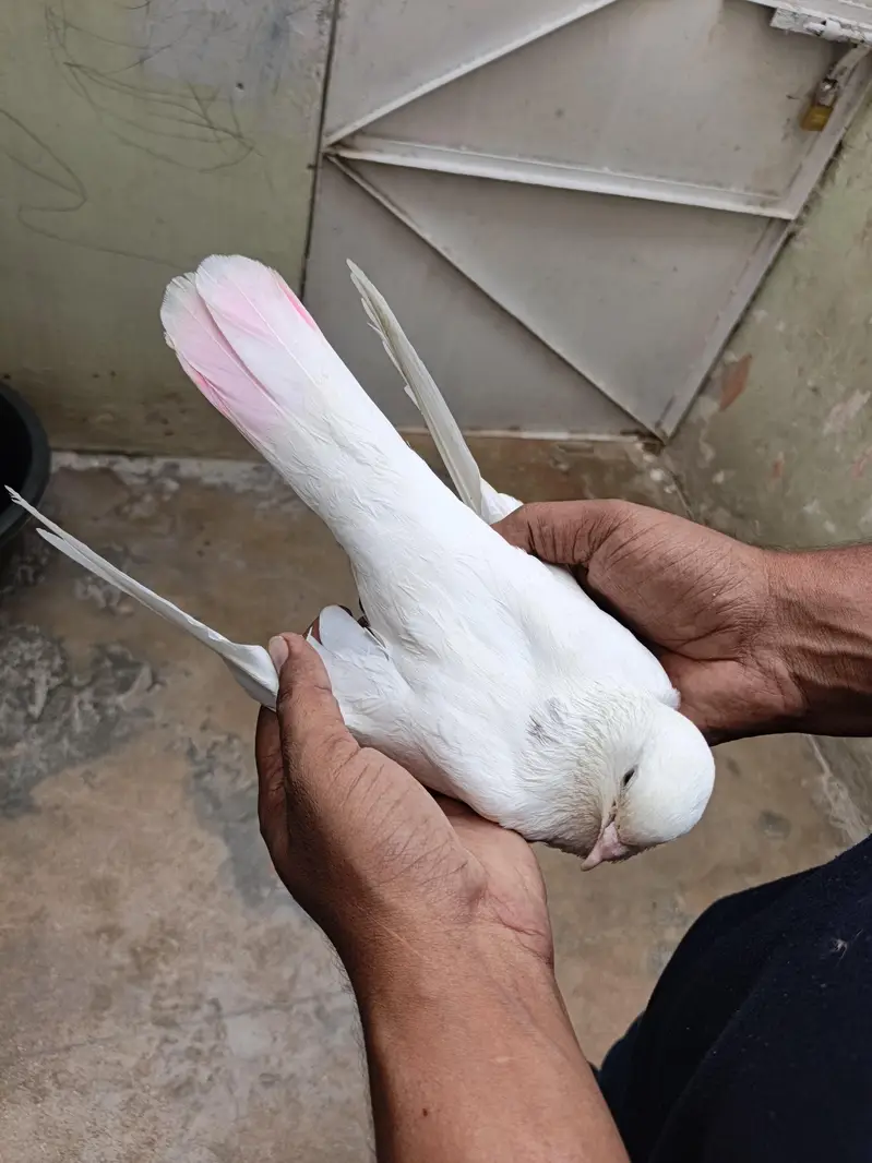 patti wala pair — photo 9
