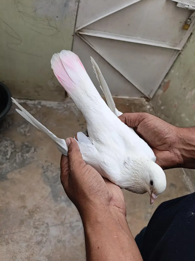 patti wala pair — photo 10