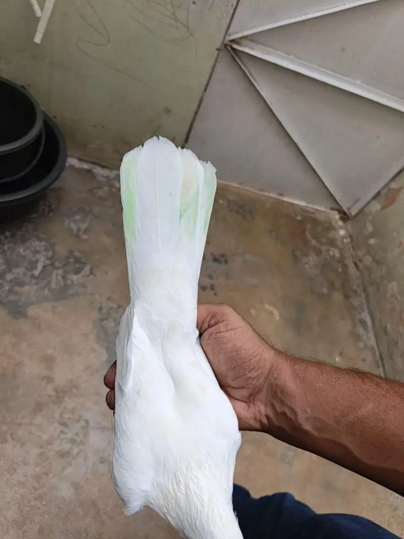 patti wala pair — photo 11