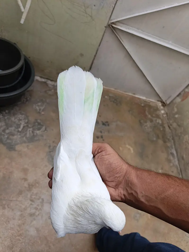 patti wala pair — photo 12