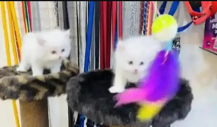 (Persian female kitten) (for sale all) (Pakistan delivery available) — photo 2